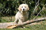 GOLDEN RETRIEVER 1087